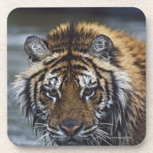 Dessous-de-verre Portrait de tigre sibérien humide