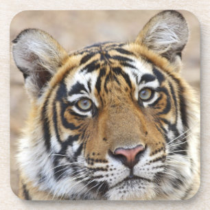 Dessous-de-verre Portrait du tigre royal du Bengale, Ranthambhor