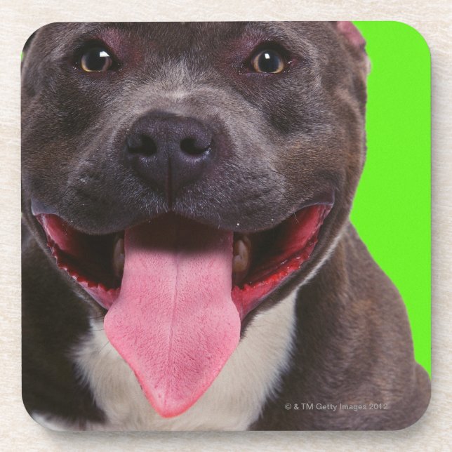 Dessous-de-verre portrait d'un bouledogue (Devant)