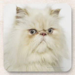 Dessous-de-verre Portrait d'un chat persan