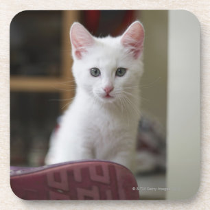 Dessous-de-verre Portrait d'un chaton blanc, Suède