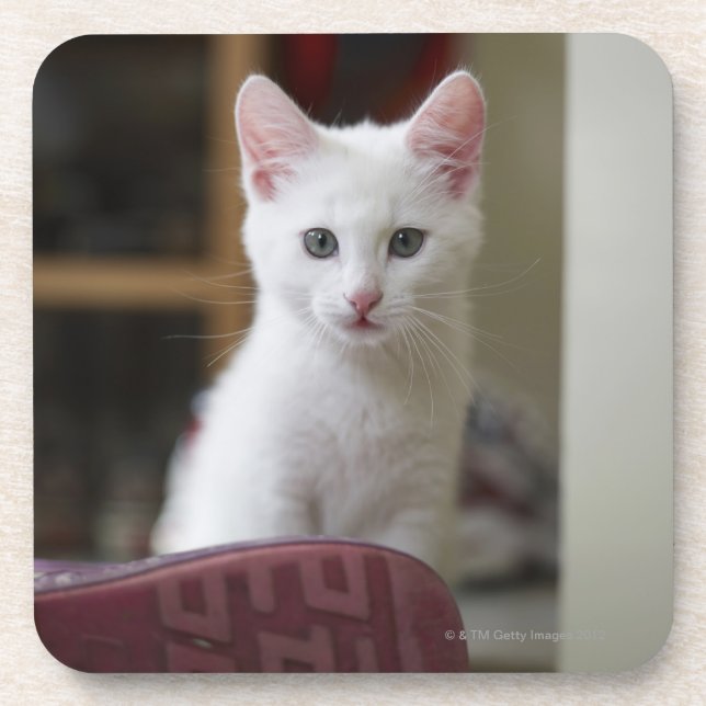 Dessous-de-verre Portrait d'un chaton blanc, Suède (Devant)