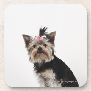 Dessous-de-verre Portrait d'un chien de Yorkshire Terrier
