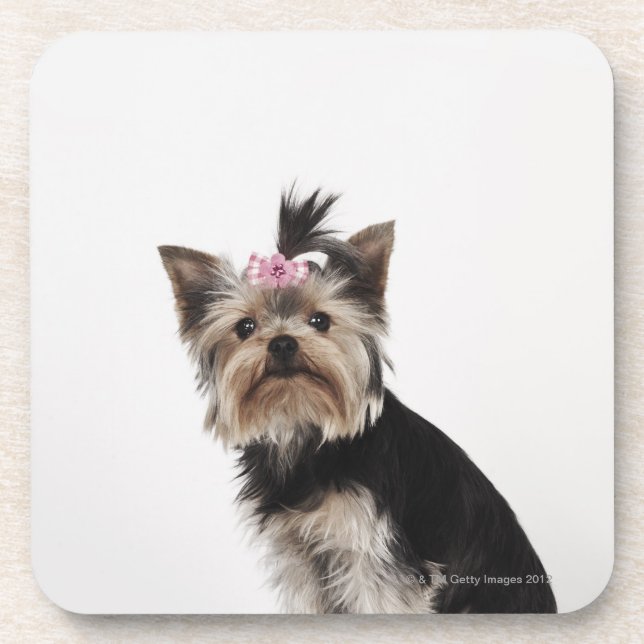 Dessous-de-verre Portrait d'un chien de Yorkshire Terrier (Devant)