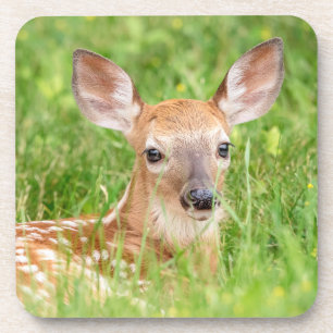 Dessous-de-verre Portrait d'un faon (cerf de Virginie)