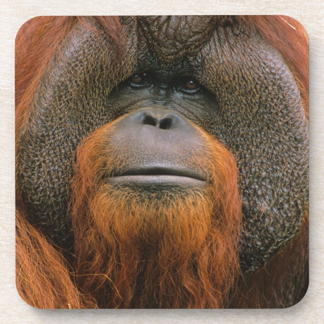 Dessous-de-verre Portrait of Orang-utang Male, Georgia, USA (Devant)