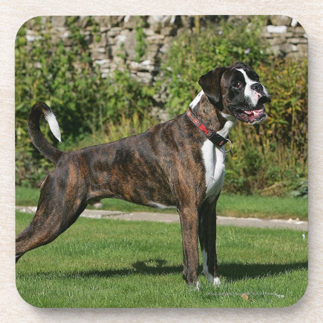Dessous-de-verre Position Brindle d'exposition canine de boxeur (Devant)