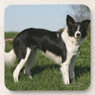 Dessous-de-verre Position de border collie