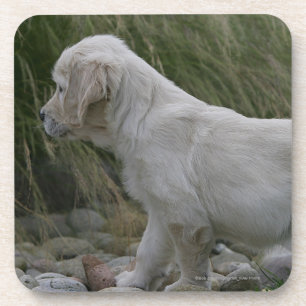 Dessous-de-verre Position de chiot de golden retriever