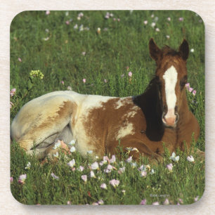 Dessous-de-verre Poulain d'Appaloosa fixant en fleurs
