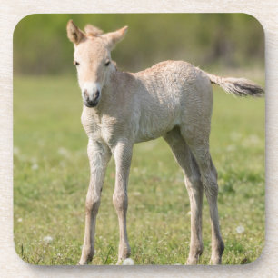 Dessous-de-verre Poulain de cheval de Przewalski, Hongrie