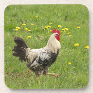 Dessous-de-verre poulet, coq, animal, oiseau, ferme, agriculture,