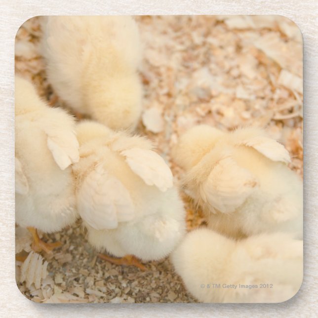 Dessous-de-verre poussins (Devant)