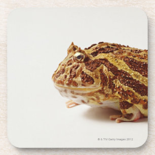 Dessous-de-verre Profil de grenouille à cornes argentine