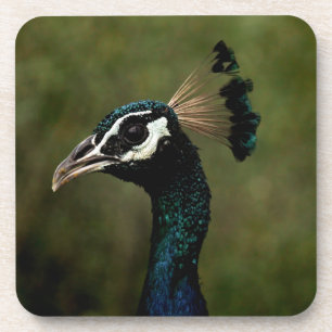 Dessous-de-verre Profil de Peacock