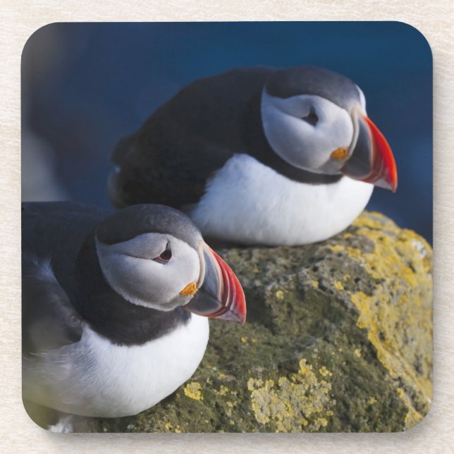Dessous-de-verre Puffin atlantique (Fratercula arctica) 7 (Devant)