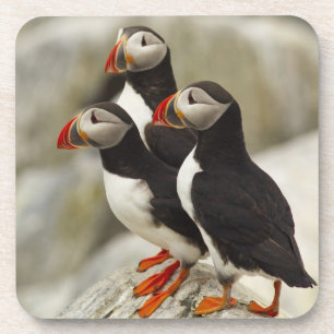 Dessous-de-verre Puffins de l'Atlantique sur l'île des phoques Mach