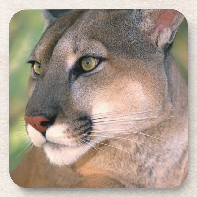 Dessous-de-verre Puma, Californie (Devant)
