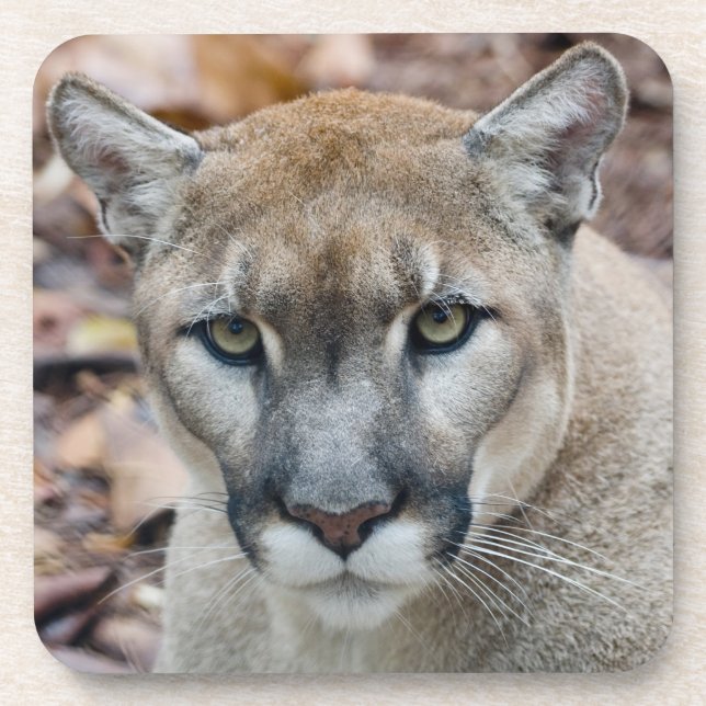Dessous-de-verre Puma, cougar, panthère de Floride, Puma (Devant)