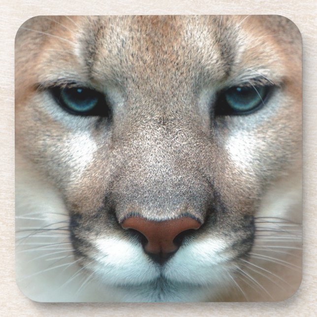 DESSOUS-DE-VERRE PUMA MAGNIFIQUE (Devant)