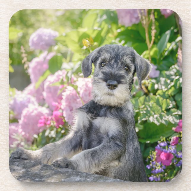 Dessous-de-verre Puppy de Schnauzer dans un Flowering Garden - (Devant)