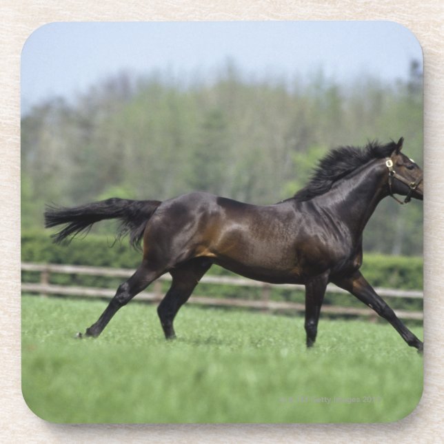 Dessous-de-verre Pur sangs de cheval, Wassl 1988, (Devant)