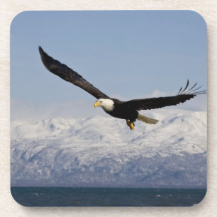Dessous-de-verre Pygargue à tête blanche en vol, Haliaeetus leucoce