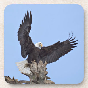 Dessous-de-verre Pygargue à tête blanche (Haliaeetus leucocephalus)