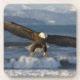 Dessous-de-verre Pygargue à tête blanche, Haliaeetus leucocephalus,
