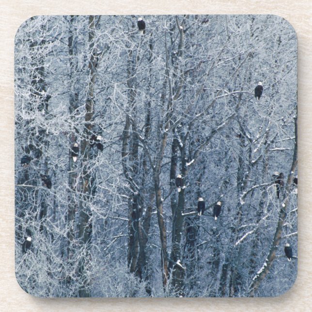 Dessous-de-verre Pygargues à tête blanche (Devant)