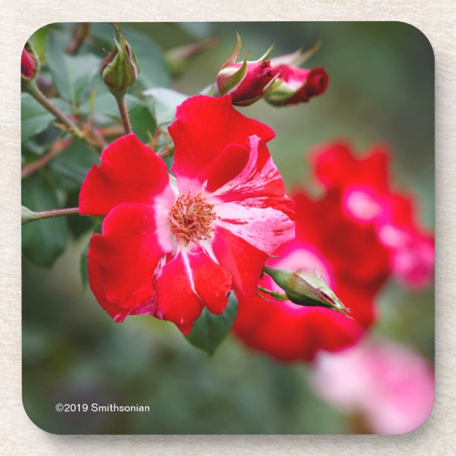 Dessous-de-verre Quatrième d'arbuste de juillet (Devant)