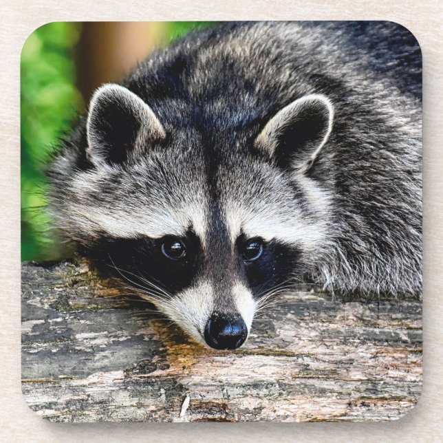 Dessous-de-verre Raccoon 003 (Devant)