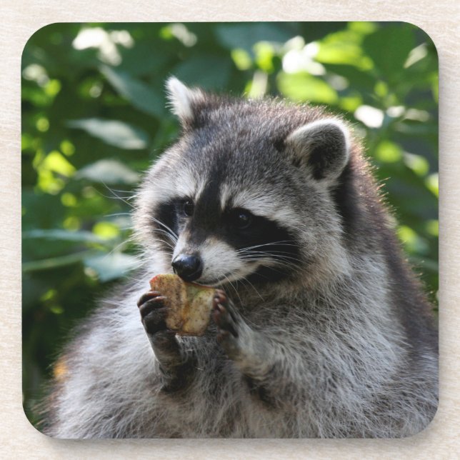 Dessous-de-verre Raccoon_2015_0116 (Devant)