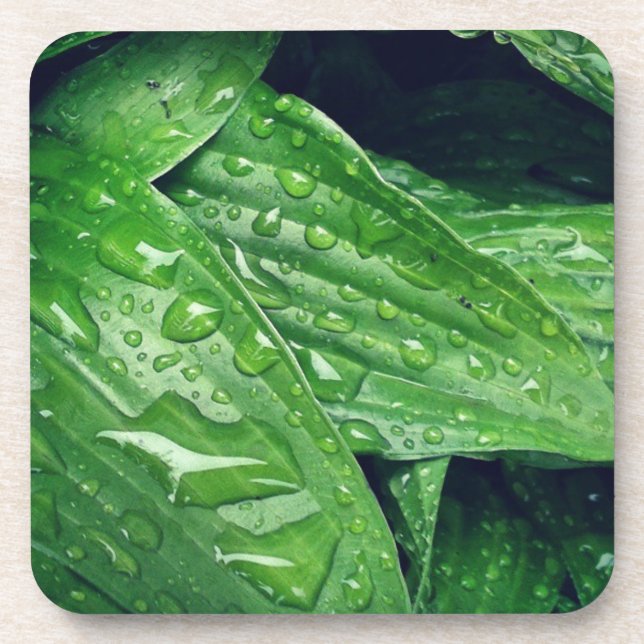 Dessous-de-verre Rainy Day Hosta Leaves (Devant)