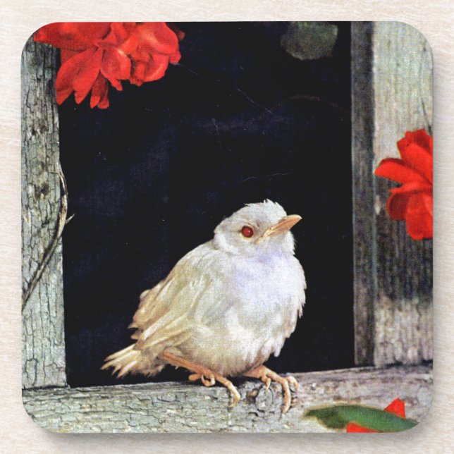 Dessous-de-verre RARE albino bird (Devant)