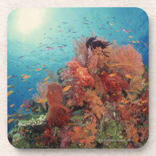 Dessous-de-verre Récif pittoresque des coraux durs, coraux mous 2