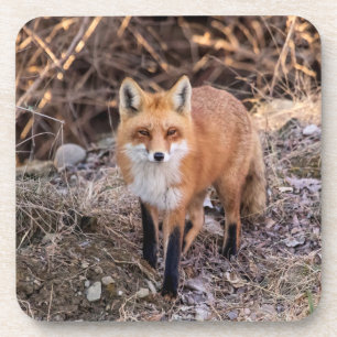 Dessous-de-verre Red Fox de près et personnel
