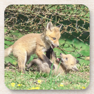 Dessous-de-verre Red Fox Kits Jouer