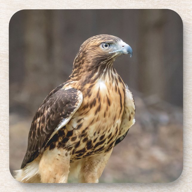 Dessous-de-verre Red-tailed hawk in the Hudson Valley (Devant)