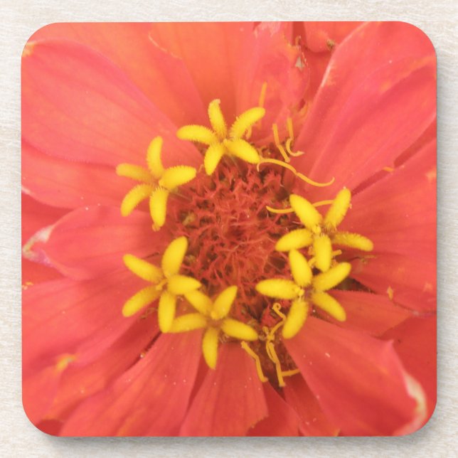 Dessous de verre Red Zinnia Macro Cork (Devant)