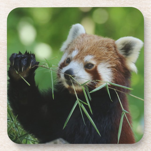 Dessous-de-verre RedPanda 002 (Devant)