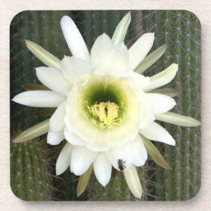 Dessous-de-verre Reine de la Fleur de Cactus de Nuit, Région du Kar