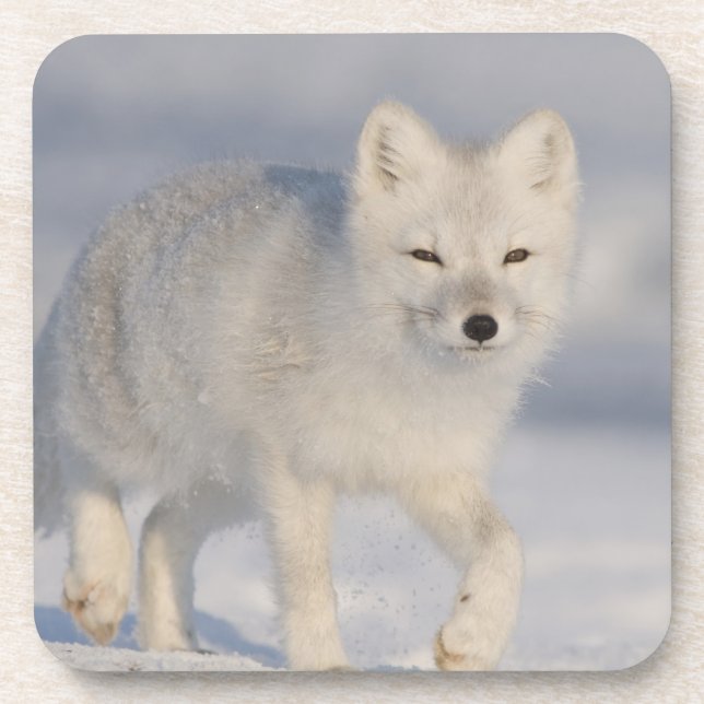 Dessous-de-verre Renard arctique, Alaska (Devant)