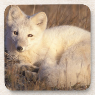 Dessous-de-verre renard arctique, Alopex lagopus