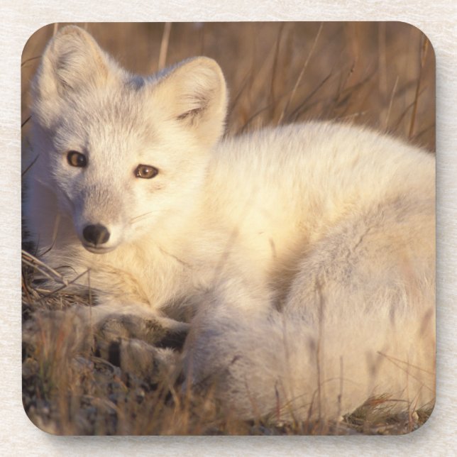Dessous-de-verre renard arctique, Alopex lagopus (Devant)
