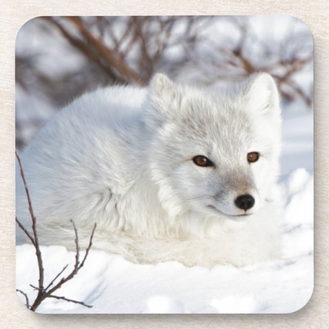 Dessous-de-verre Renard arctique en hiver (Devant)