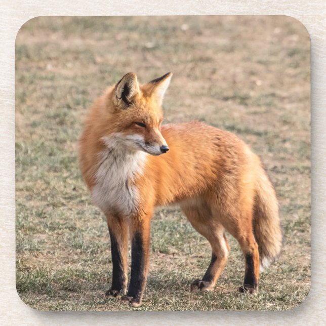 Dessous-de-verre Renard rouge dans un champ (Devant)