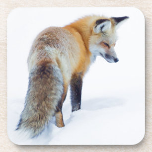 Dessous-de-verre Renard roux en hiver