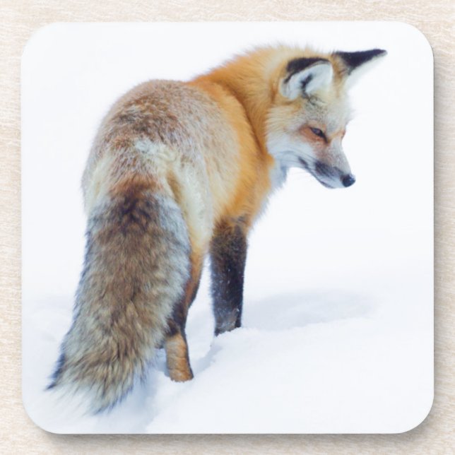 Dessous-de-verre Renard roux en hiver (Devant)