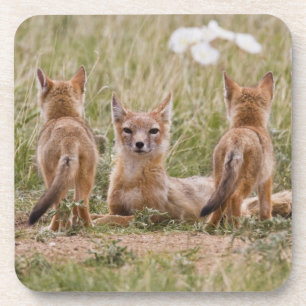 Dessous-de-verre Renard swift (Vulpes velox) femelle avec des jeune
